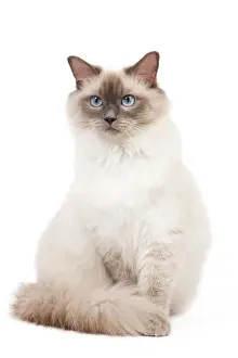 Ragdoll Prints: Cat - Ragdoll - Blue colourpoint in studio