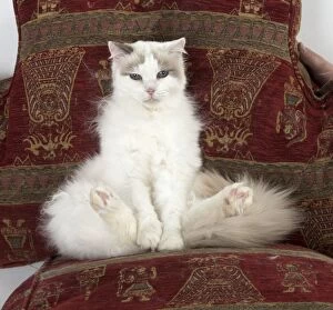 Cat Ragdoll cat sitting