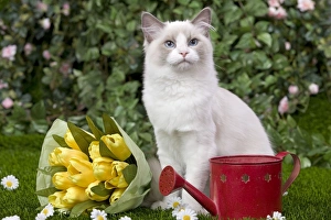 Images Dated 26th September 2009: Cat - Ragdoll in garden