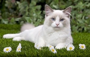 Cat - Ragdoll in garden
