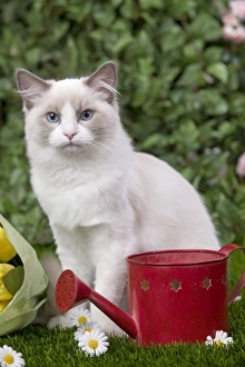 Cat - Ragdoll in garden