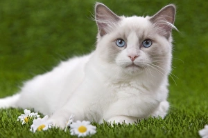 Cat - Ragdoll in garden