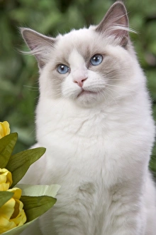Cat - Ragdoll in garden