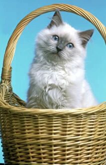 Cat - Ragdoll Kitten sitting in basket