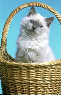 Cat - kitten in basket