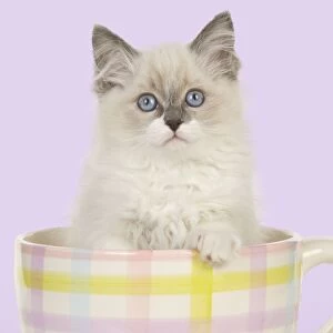 Images Dated 22nd January 2010: CAT - Ragdoll kitten sitting in tea cup Digital Manipulation: colour background from white