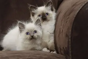 Cat - two Ragdoll kittens