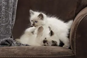Semi Longhair Prints: Cat - two Ragdoll kittens playing
