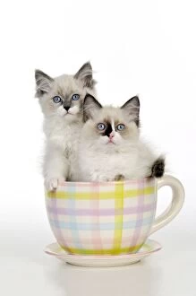 CAT - Ragdoll kittens sitting in tea cup