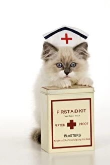 Images Dated 22nd January 2010: CAT - Ragdoll kitting wearing nurses hat with box of plasters