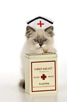 CAT - Ragdoll kitting wearing nurses hat with box of plasters