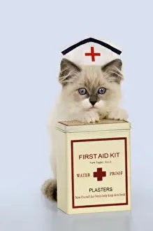 CAT - Ragdoll kitting wearing nurses hat with box of plasters Digital Manipulation: background from white to blue