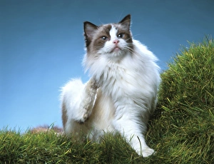 Cat - Ragdoll in garden