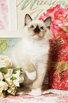 Seal Prints: Cat - Ragdoll Seal kitten
