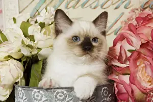 Ragdoll Prints: Cat - Ragdoll Seal Kitten amongst flowers