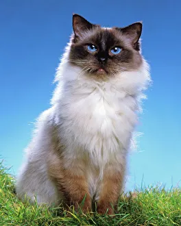 Cat - Ragdoll in garden