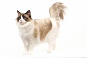 Ragdoll Prints: Cat - Ragdoll - Seal tortie point and white in studio