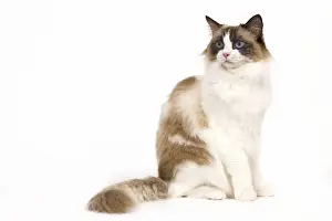 Cat - Ragdoll - Seal tortie point and white in studio