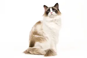 Cat - Ragdoll - Seal tortie point and white in studio