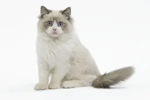 Cat - Ragdoll in studio