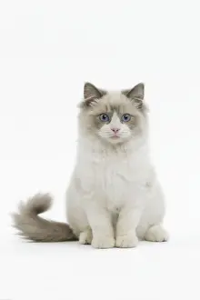 Cat - Ragdoll in studio