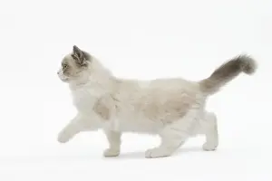 Cat - Ragdoll in studio