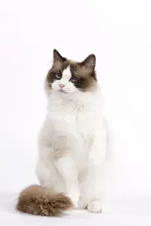 Cat - Ragdoll in studio