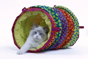Semi Longhair Prints: Cat - Ragdoll in studio in play tunnel
