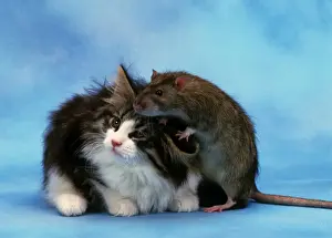 Cat - with rat climbing on cat's head