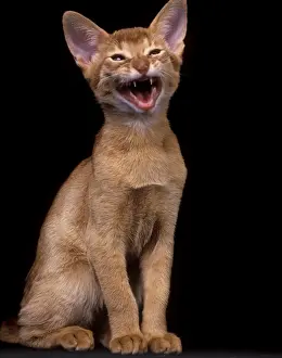 Miaowing Prints: Cat - Red Abyssinian