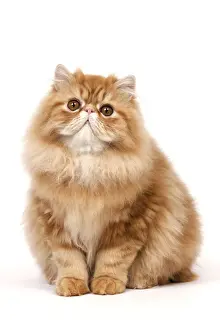 Cat - Red Persian