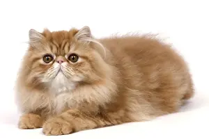 Cat - Red Persian