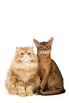 Ruddy Prints: Cat - Red Persian & ruddy Abyssinian in studio