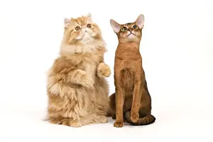 Cat - Red Persian & ruddy Abyssinian in studio