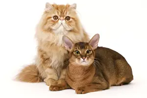 Cat - Red Persian & ruddy Abyssinian in studio