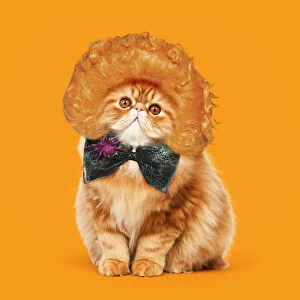 Bows Gallery: Cat - Red Persian wearing ginger wig and halloween bow