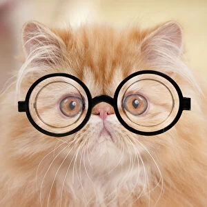 Grumpy Gallery: Cat - Red Tabby Persian kitten wearing glasses