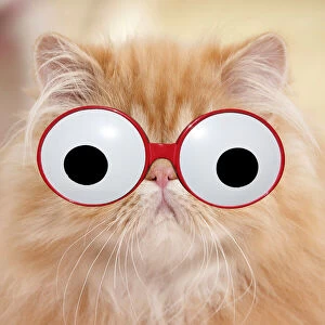 Cat - Red Tabby Persian kitten wearing googly eye glasses