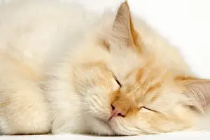 Cat - Red Tabby sleeping