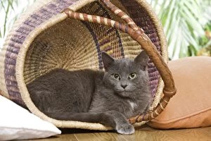 Cat - resting in basket