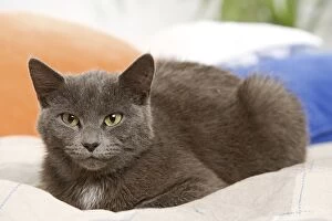 Cat - resting on cushion