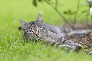 Images Dated 29th June 2011: Cat - resting in garden - Lower Saxony - Germany