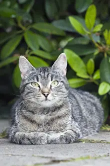 Cat Prints: Cat - resting in garden - Lower Saxony - Germany
