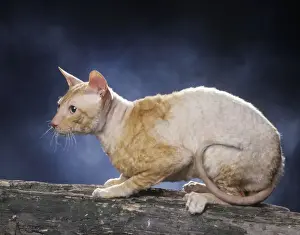 Cat - Rex cornish - red & white bicolour