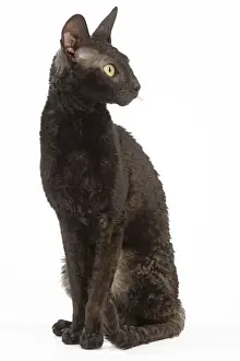 Cat - Rex Cornish in studio