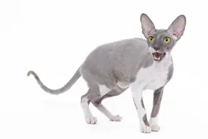 Cat - Rex Cornish in studio