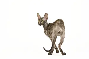 Cat - Rex Cornish in studio