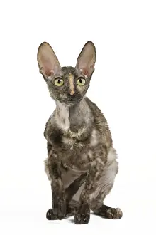 Cat - Rex Cornish in studio