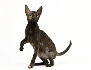 Cat - Rex Cornish in studio
