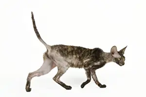 Cat - Rex Cornish in studio